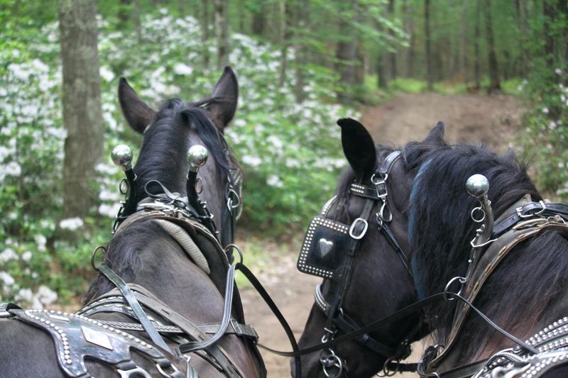 Guided Trail Rides For Every Level Of Rider