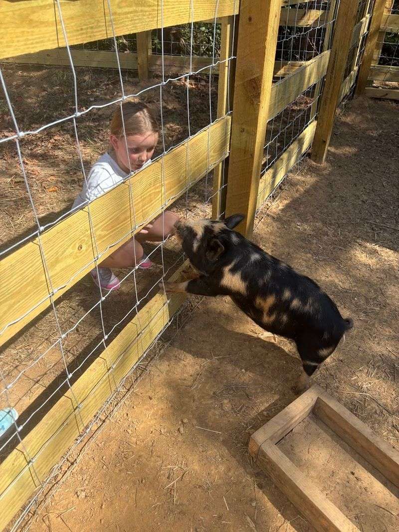 Petting Zoo Animals That Bring The Farm Fully To Life