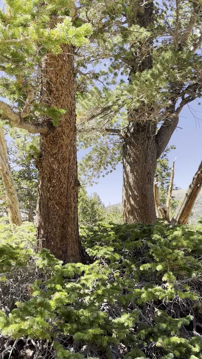 Some Trees Have Survived For Thousands Of Years