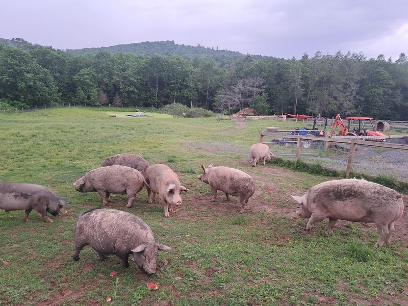 Where Compassion Has Four Legs And A Snout