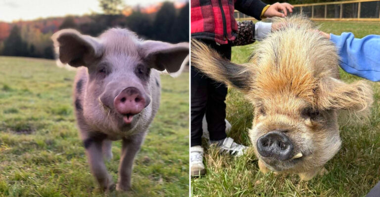 The Animal Sanctuary In New York Offers Cuddles With Its Adorable Residents, And Locals Adore it