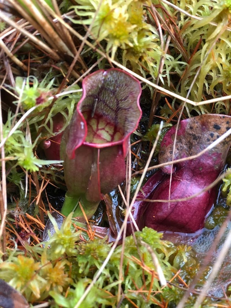 Carnivorous Plants Add A Strange Surprise To The Trail