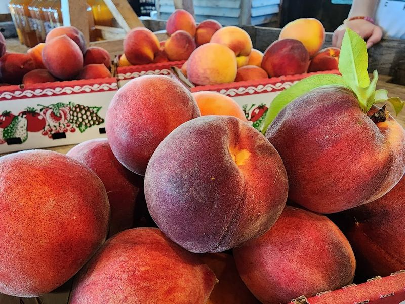 Fifty Years Of Orchard History That Gives This Place Its Character