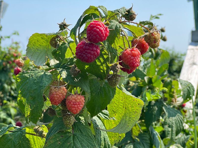 Raspberry Picking Is Its Own Kind Of Thrill
