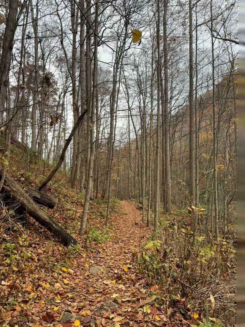 The Logging History That Shaped This Landscape