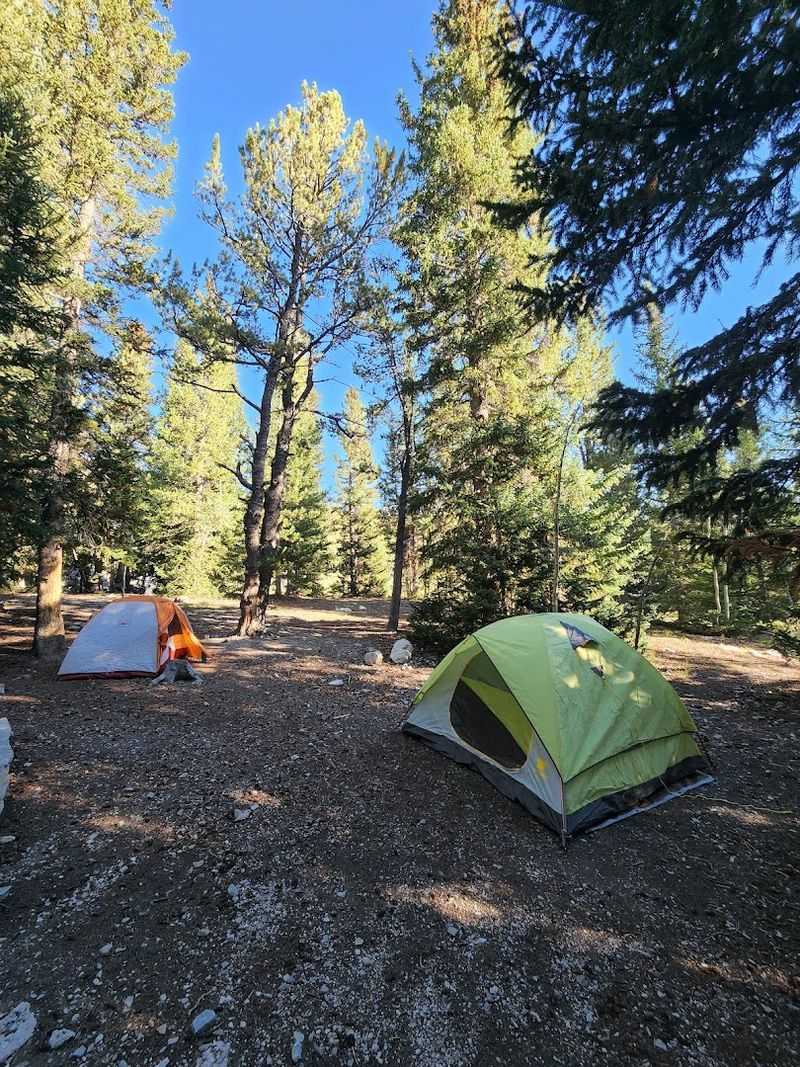 Aspen Groves Give Many Campsites Natural Privacy