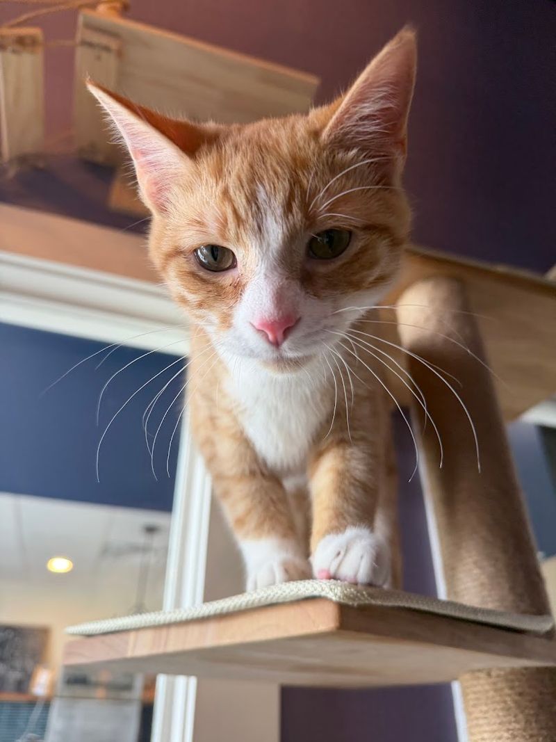 Cats Ready For Their Forever Home