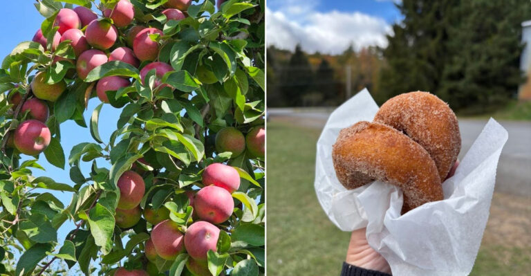 The Cinnamon Sugar Donuts At This Vermont Orchard Stand Are A Fall Must