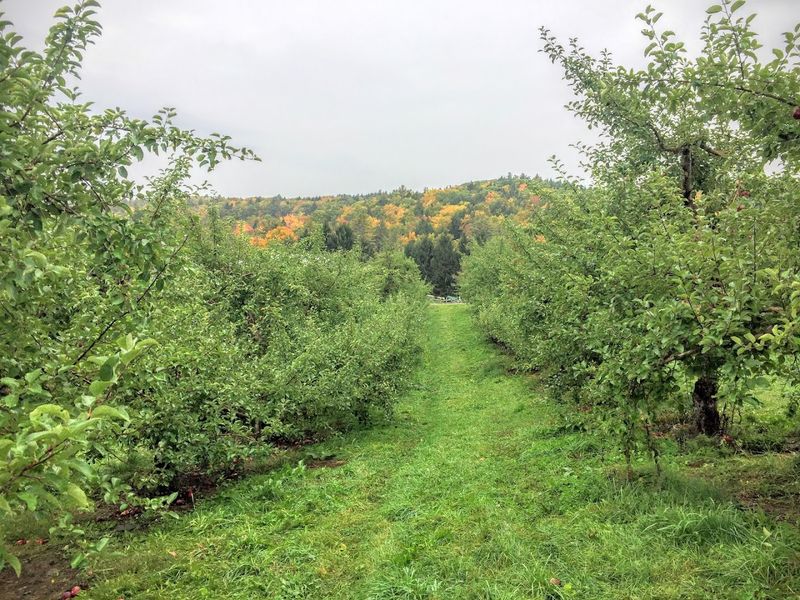 Pick-Your-Own Apples Across A Sprawling Orchard