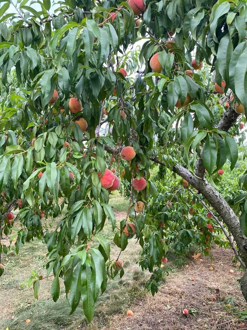 Peach Season Sneaks Up On Everyone