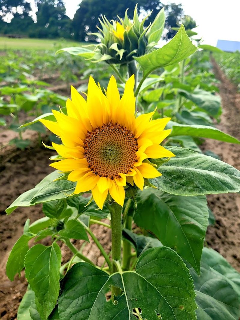 Sunflowers, Zinnias, And The Best Photo Backdrop In The County