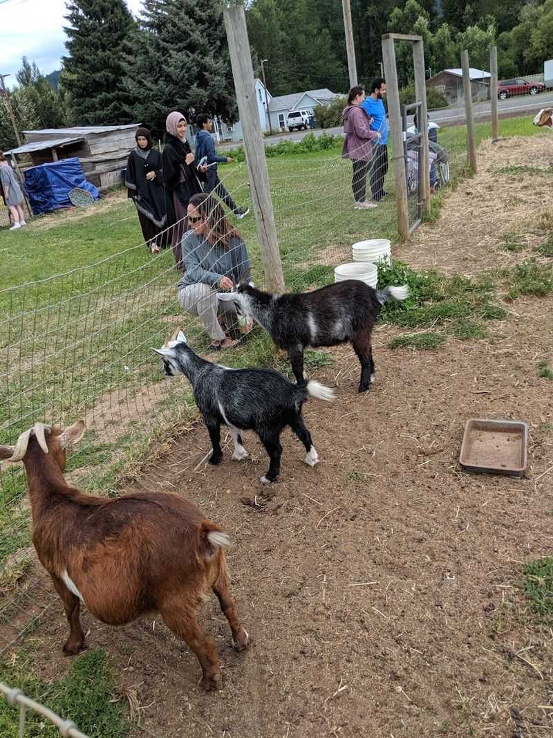 Goats, Gardens, And Good Vibes