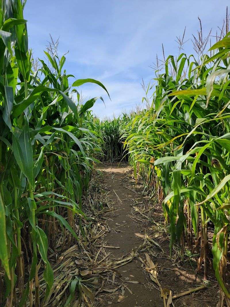 The Corn Maze Challenge