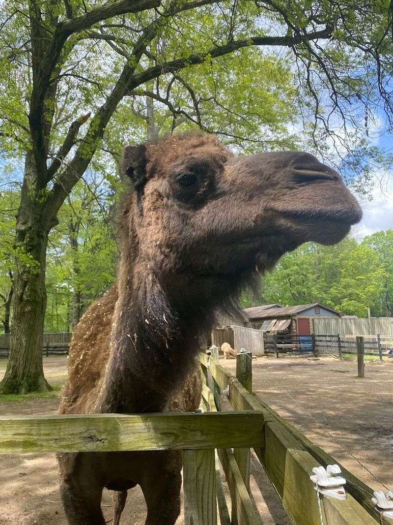 Over 200 Animals Living On Just Four Remarkable Acres
