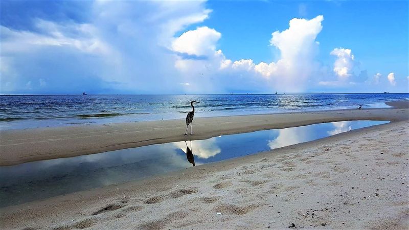 Ft. Morgan Fishing Beach
