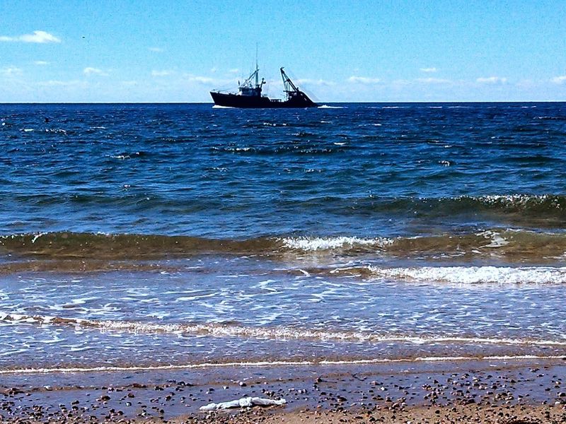 Seals, Whales, And Shorebirds On Your Doorstep