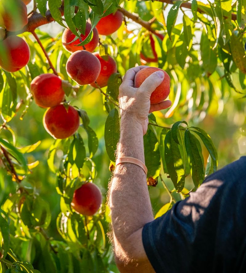 Picking Your Own Fruit Is The Main Event