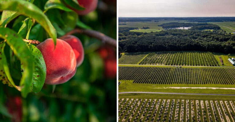 The Experience Is Priceless At This Delaware Farm Where The Fruit Comes Straight From The Tree