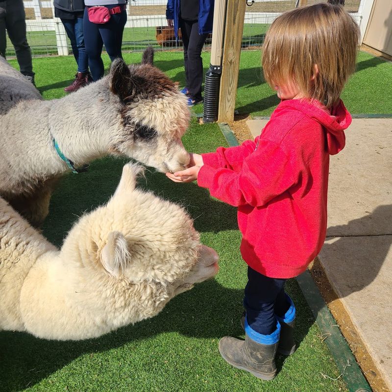 Visitors Can Get Close To Multiple Alpaca Pens