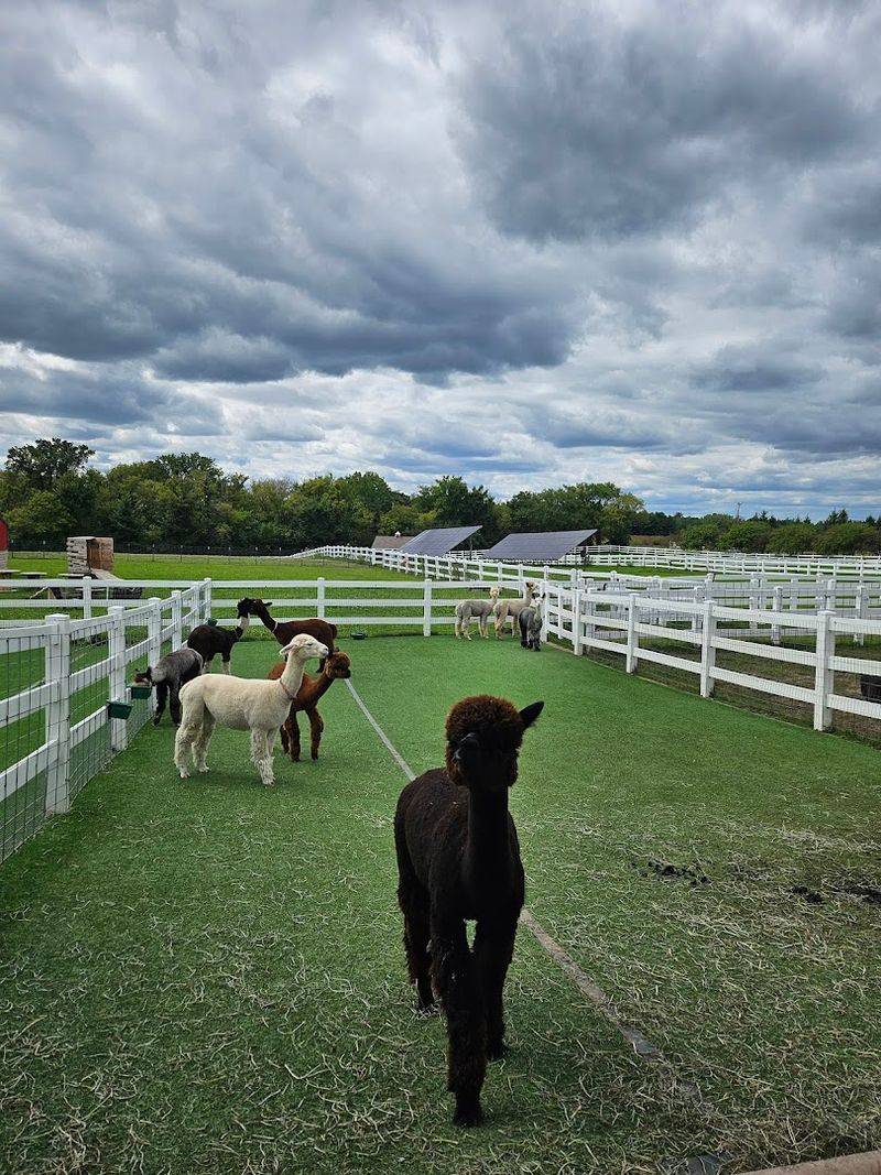 Alpacas Are Only Part Of The Animal Fun