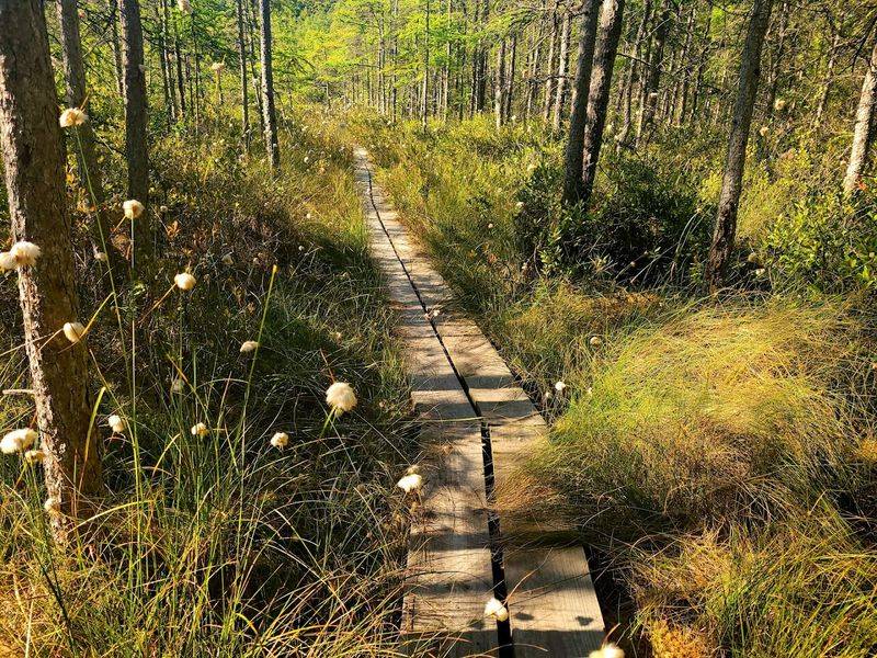 Beulah Bog Preserves A Rare Ice Age Landscape