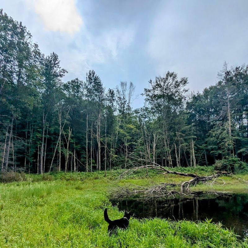 Hemlock, Red Pine, And White Pine Shape The Landscape