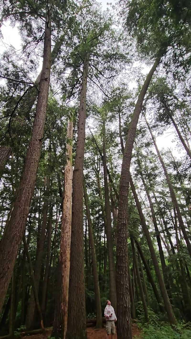 Towering White Pines Give The Area Its Cathedral-Like Feel