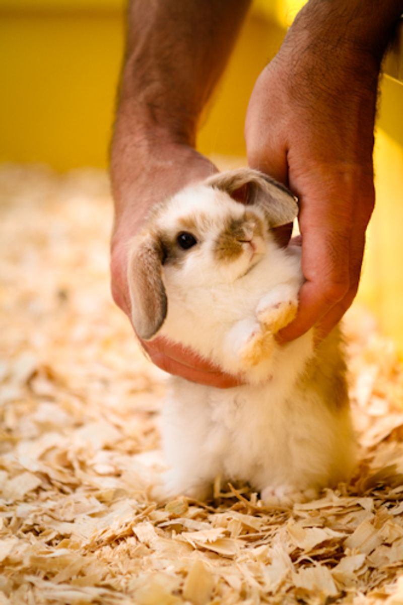 The Kitten Barn Is One Of The Sweetest Stops On The Property