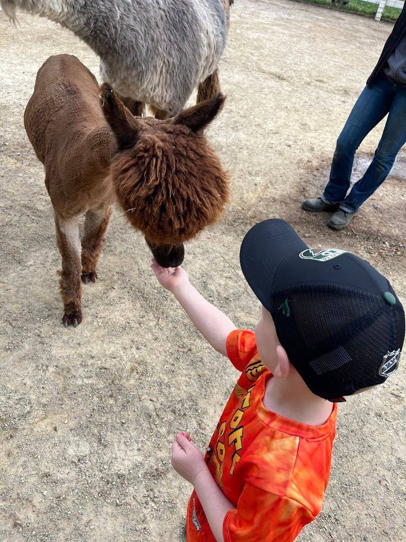 Guests Can Feed Alpacas During Their Visit