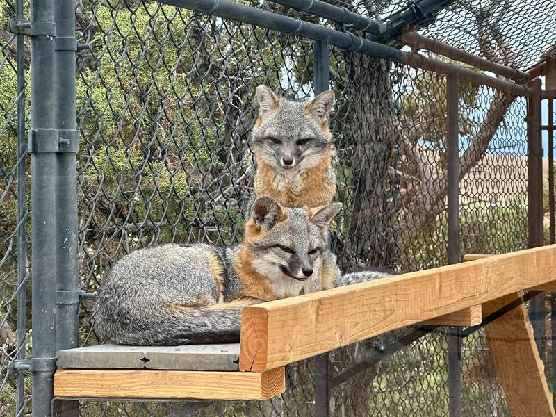 The Sanctuary Does Not Breed, Sell, Or Trade Its Animals
