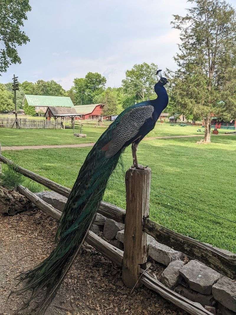 Free-Ranging Farm Animals That Bring The Grounds To Life