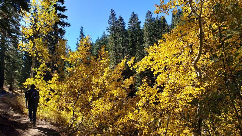 Aspen Groves Make The Route Beautiful In Season