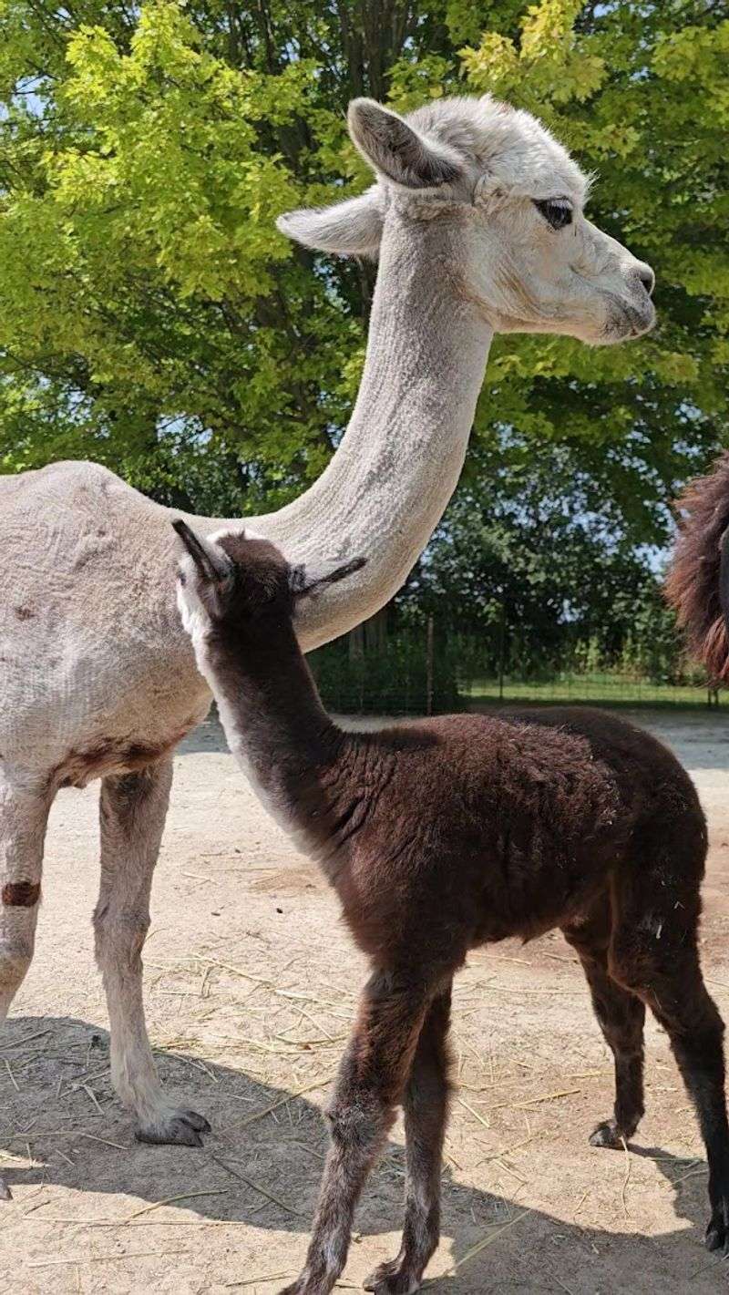 The Small Animal Building Keeps The Cuddle Factor Going