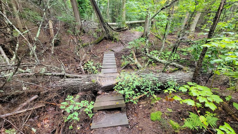 The Park Protects One Of Wisconsin's Rarest Boreal Forest Landscapes