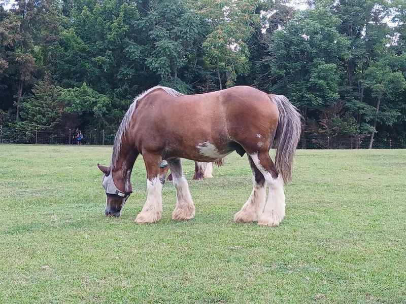 Clydesdale Horses That Command Attention