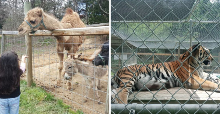 The Little-Known Tennessee Zoo And Rescue That Deserves Way More Attention