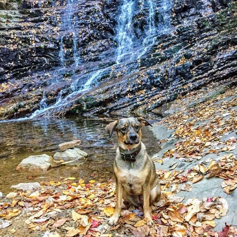 Hiking With Kids And Dogs On This Trail