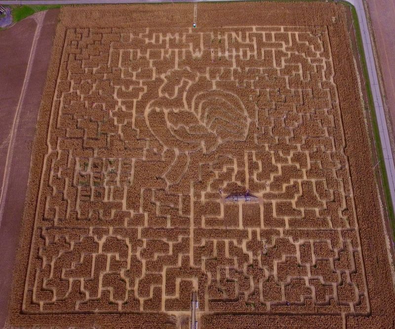 Eight Acres Of Corn And Three Miles Of Paths