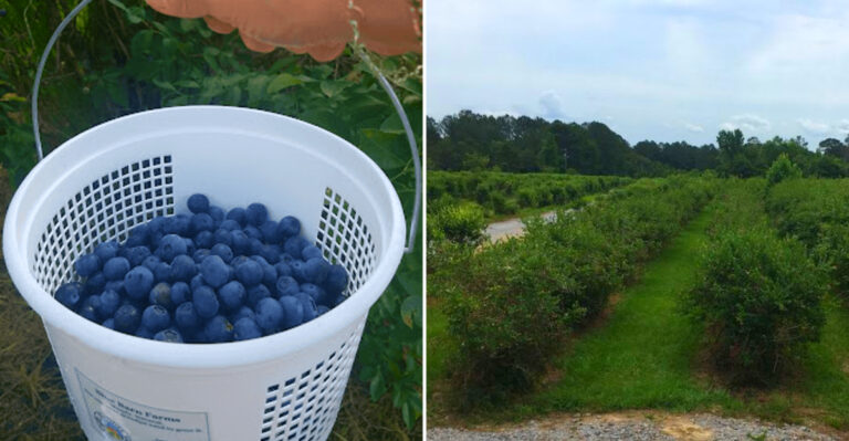 The Mississippi Berry Farm Where You Pick For $12 A Gallon, Eat As Much As You Want, And Leave With The Best Blueberry Lemonade