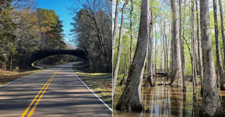 The Most Beautiful Alabama Drive Is A Peaceful Journey Through Ancient Cypress Forests