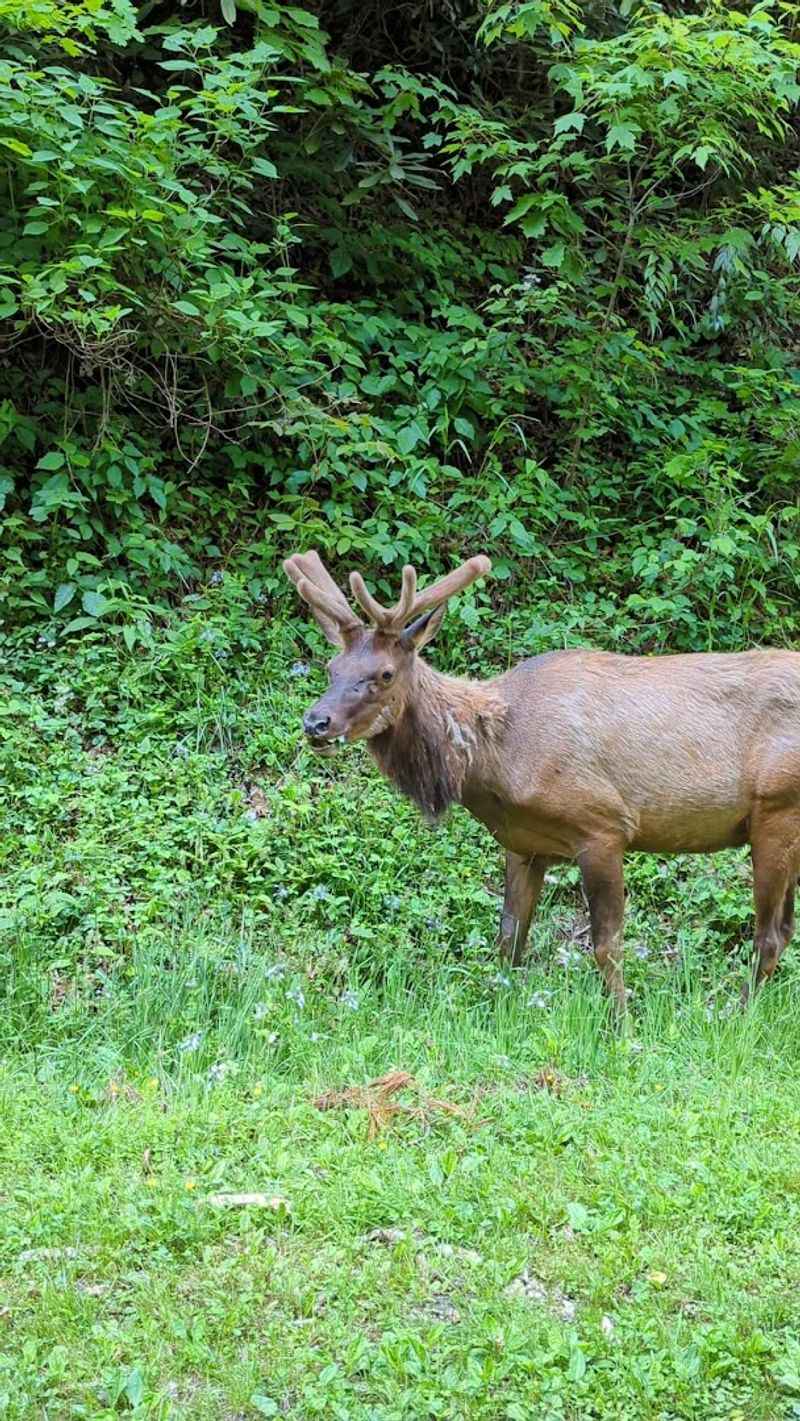 Wildlife Watching Here Rewards Patience And Quiet Footsteps
