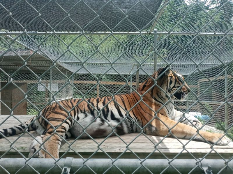 How The Zoo Rebuilt Itself After A Devastating 2017 Fire