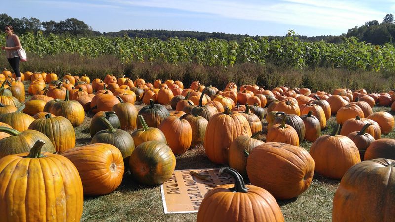 Pumpkins, Sunflowers, And The Full Autumn Visual