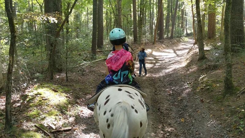 Guided Horseback Rides Through Forests And Meadows
