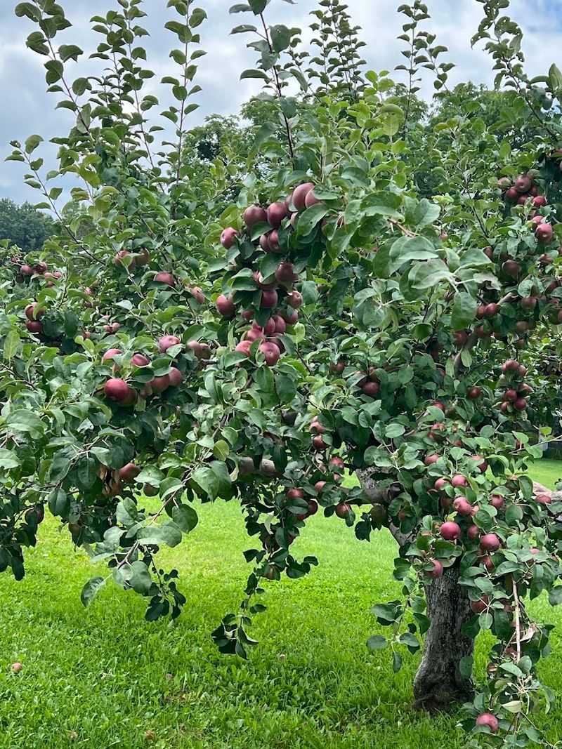 Pick Your Own Apples For The Full Farm Experience