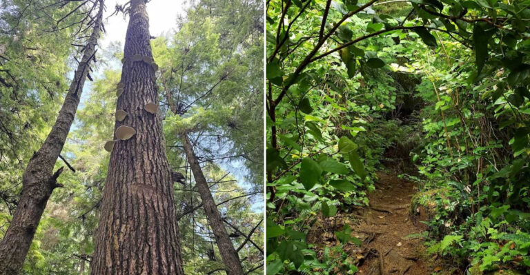 The Oregon Trail Featuring A Boardwalk Through A Forest That Looks Closed To The Public