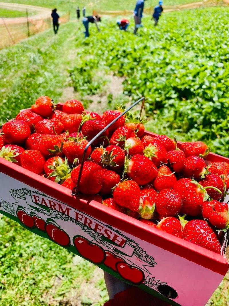 Seasonal Fruit Varieties Available For Harvest
