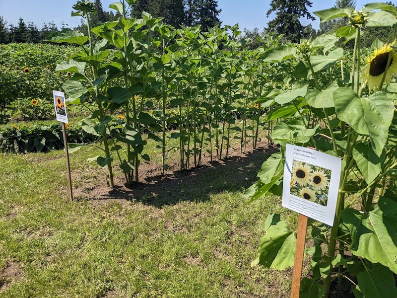 Sunflower Care And Planting Workshops
