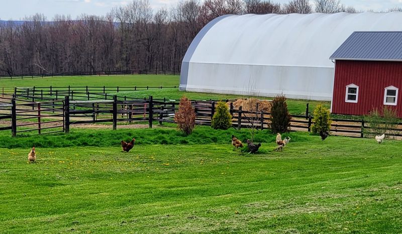 Wildlife, Farm Animals, And The Welcoming Committee