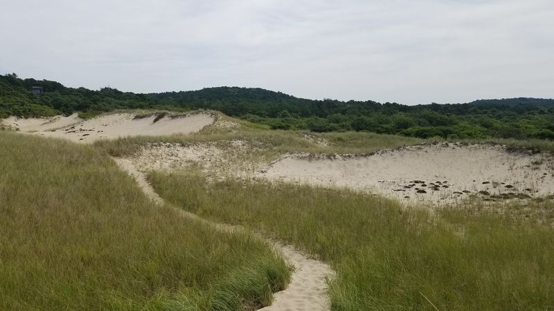 The Hike Through The Woods Before The Sand Begins
